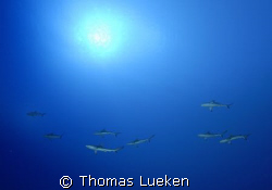shark alley - Sipadan  by Thomas Lueken 